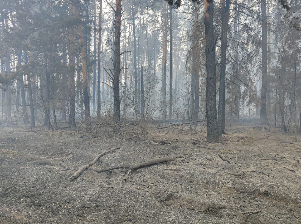 В Тюменской области действуют 13 лесных пожаров
