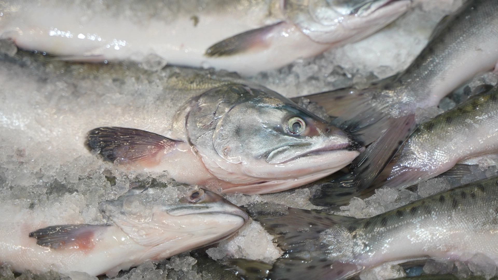 Правительство Камчатского края