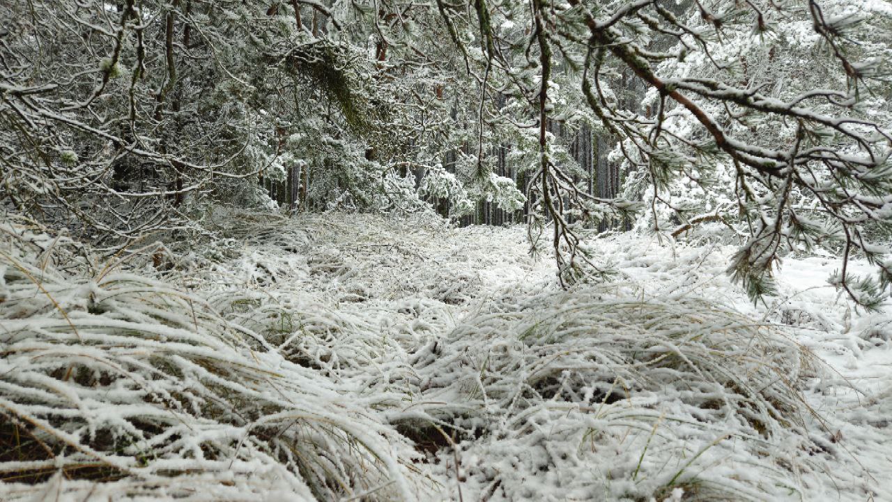 Фото: пресс-служба нацпарка «Куршская коса»