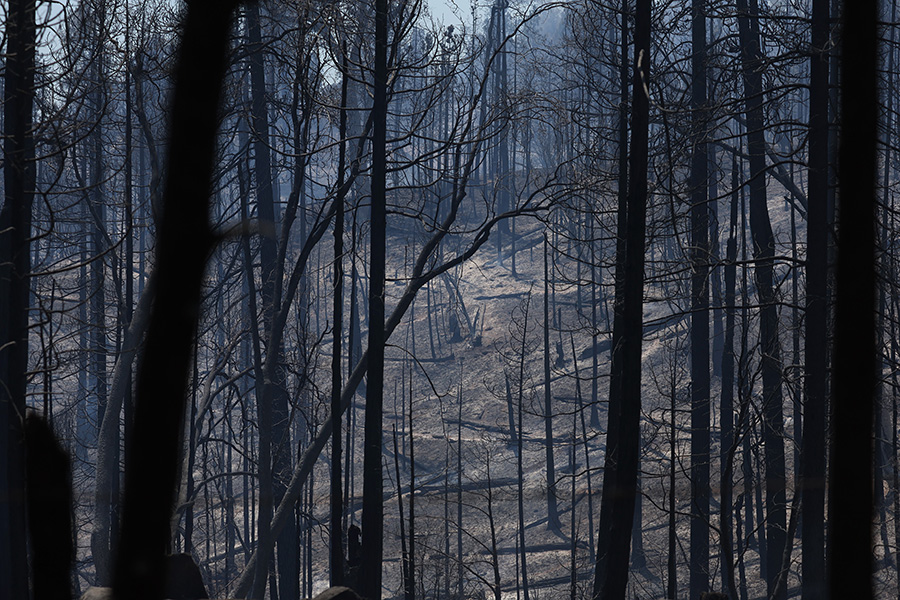 По данным Cal Fire, с 4 июля от пожаров в Калифорнии пострадали тысячи гектаров леса, 83 дома, погиб один человек