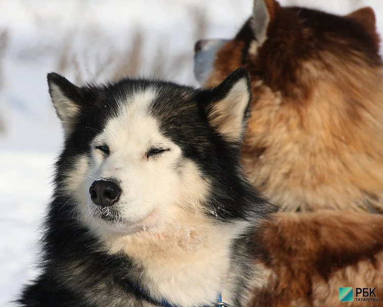 РБК Татарстан