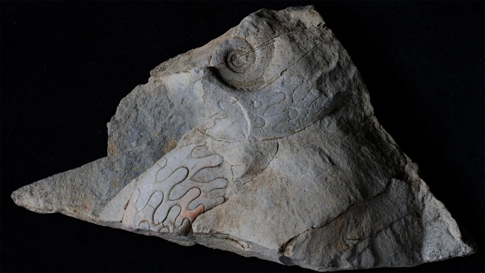 Морские окаменелости возрастом 340 млн лет