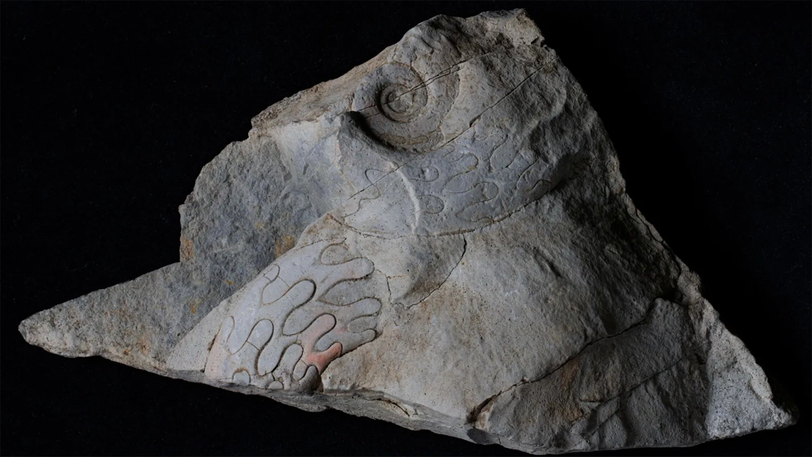 Морские окаменелости возрастом 340 млн лет