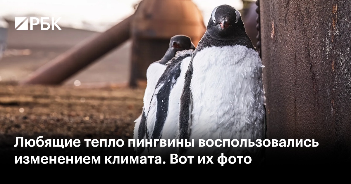 Любящие тепло пингвины воспользовались изменением климата. Вот их фото