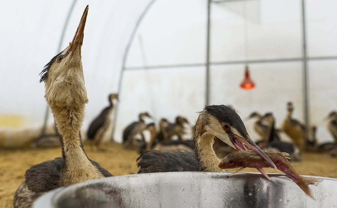 Иван Высочинский / ТАСС