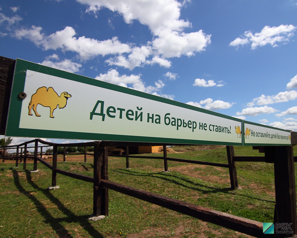 Верблюжья ферма под Казанью.