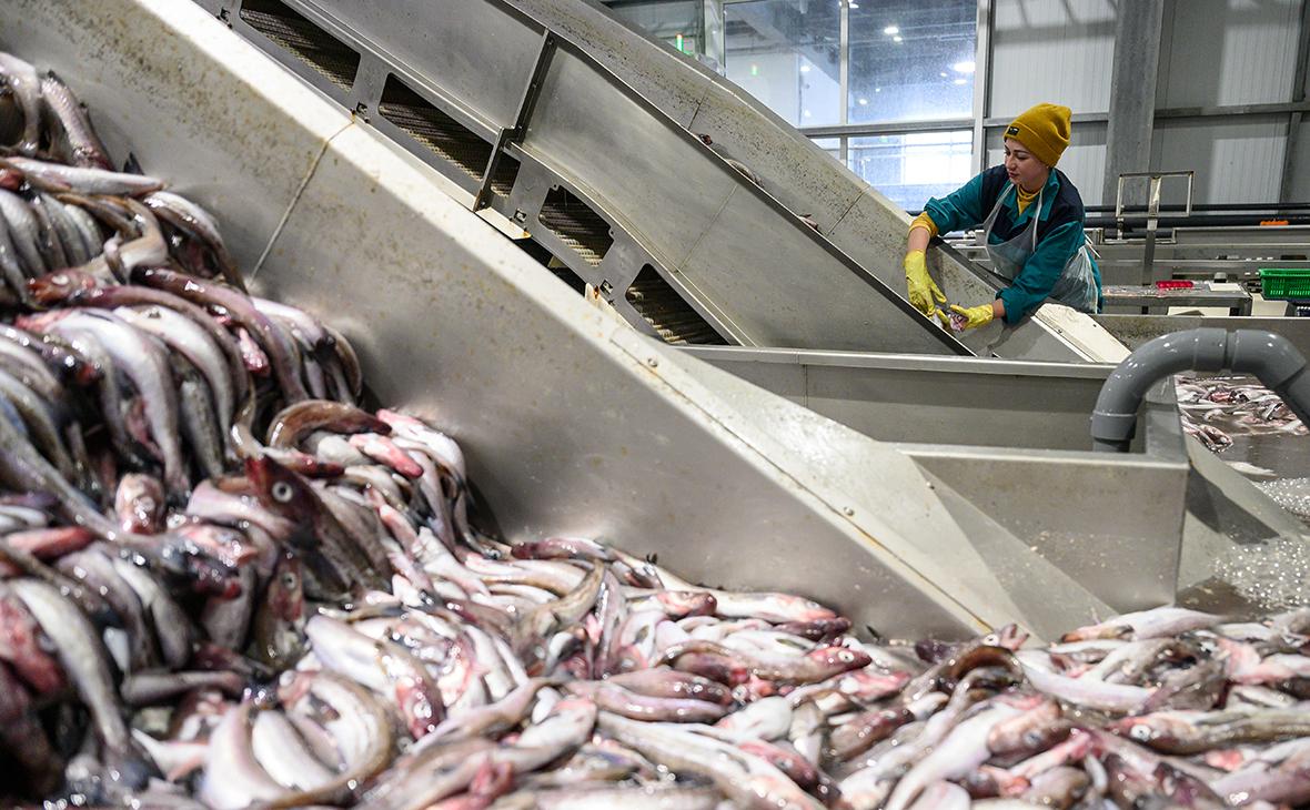 Абрамченко поручила расширить налоговые льготы для рыбы