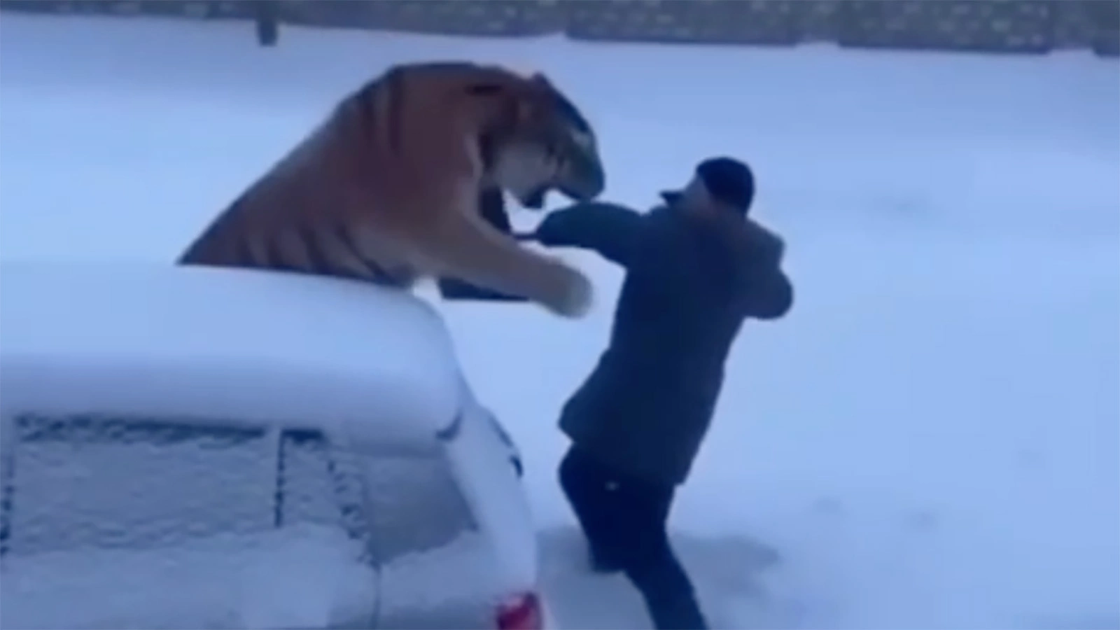 Россиянину грозит крупный штраф за фейковое ИИ-видео с амурским тигром