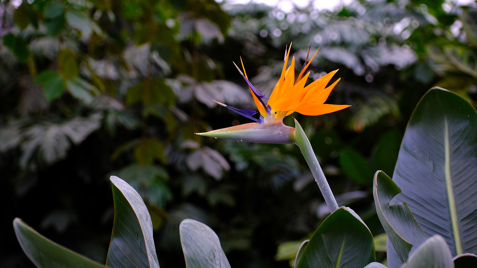 Королевская стрелиция