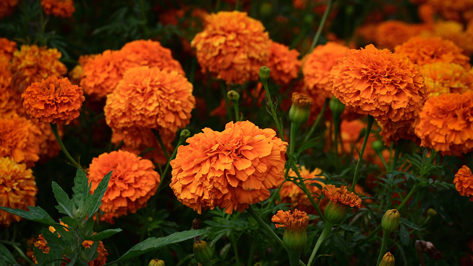Бархатцы (тагетесы) — это одни из самых узнаваемых и любимых садоводами однолетников, которые часто используют для городского озеленения и дачных участков