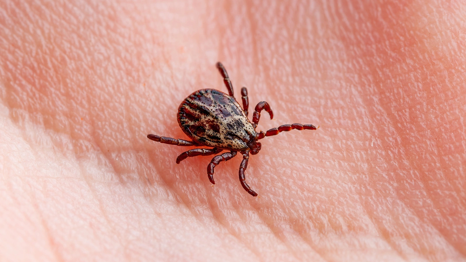 Где велика вероятность встретить клеща. Эти места лучше обходить стороной