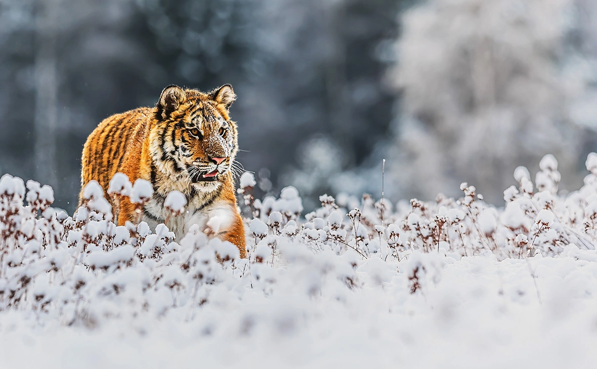 Michal Ninger / Shutterstock