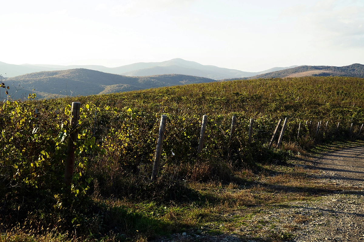 Урожай винограда в России приблизился к рекордному за счет двух регионов