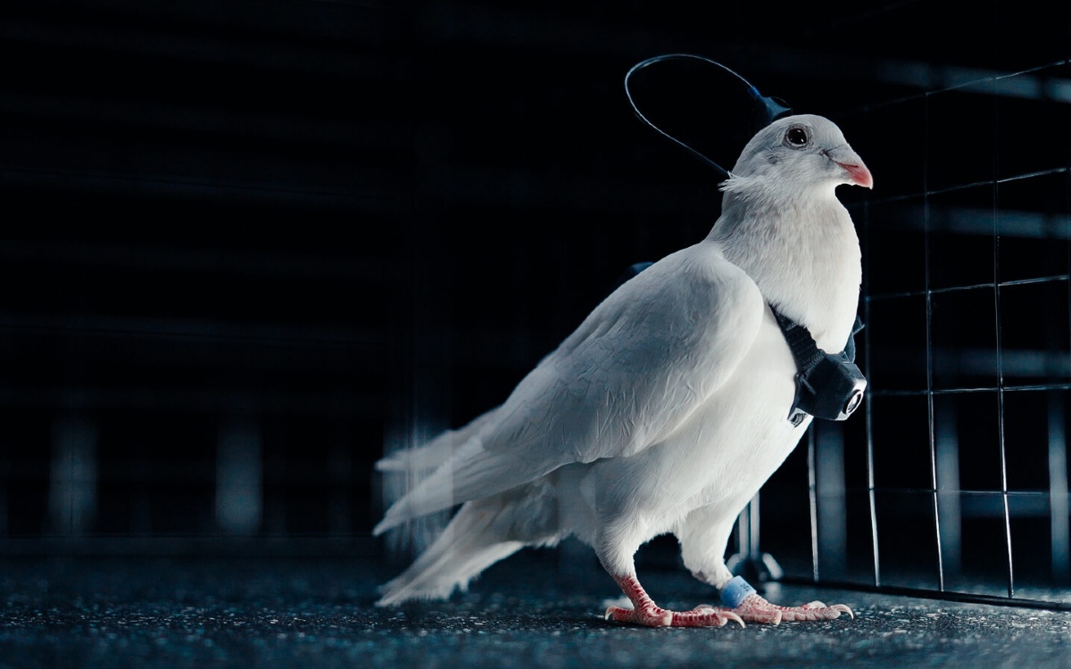 В России создали птиц-биороботов. Зачем они нужны и что умеют