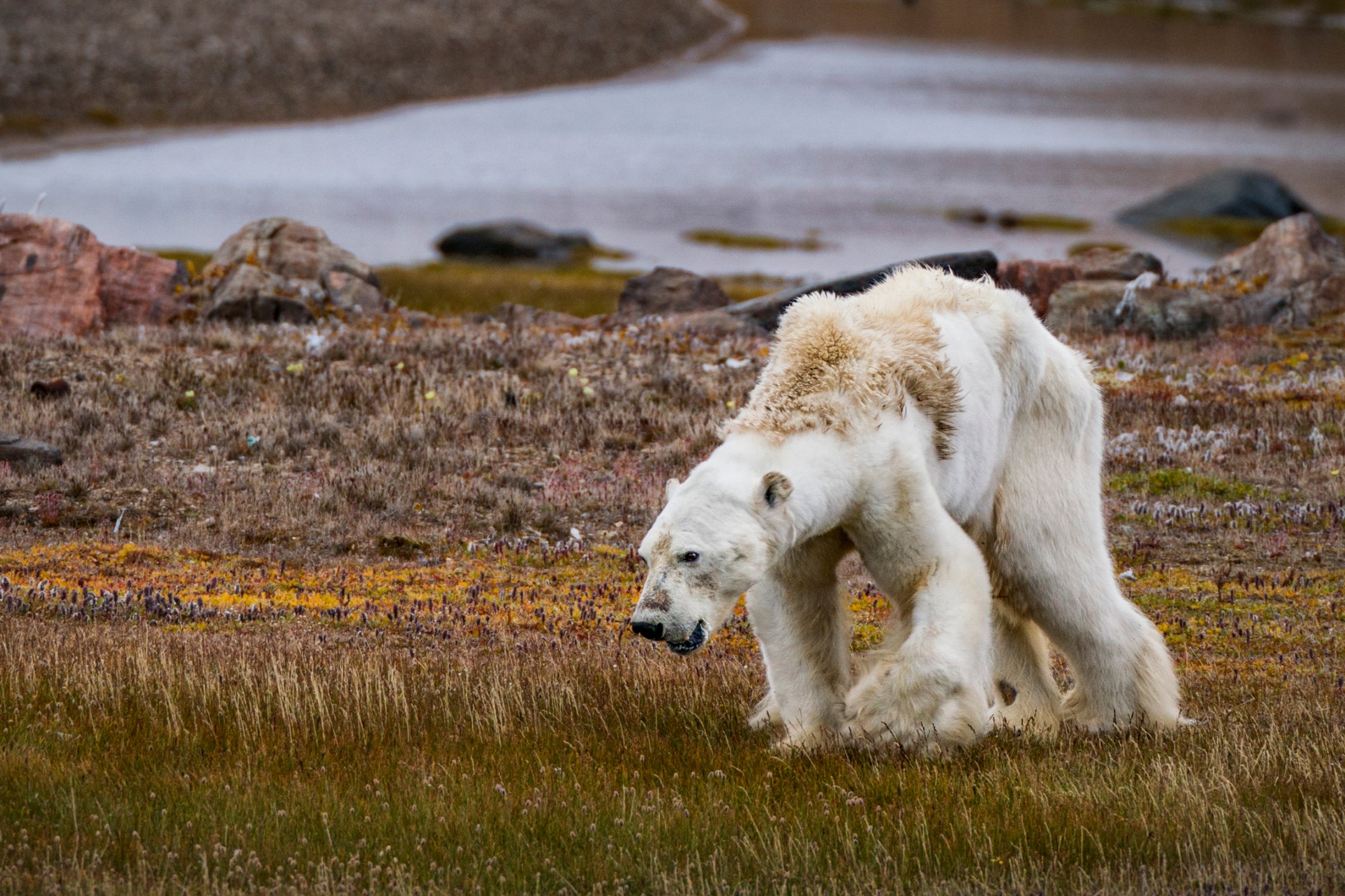 Истощенный полярный медведь, остров Сомерсет