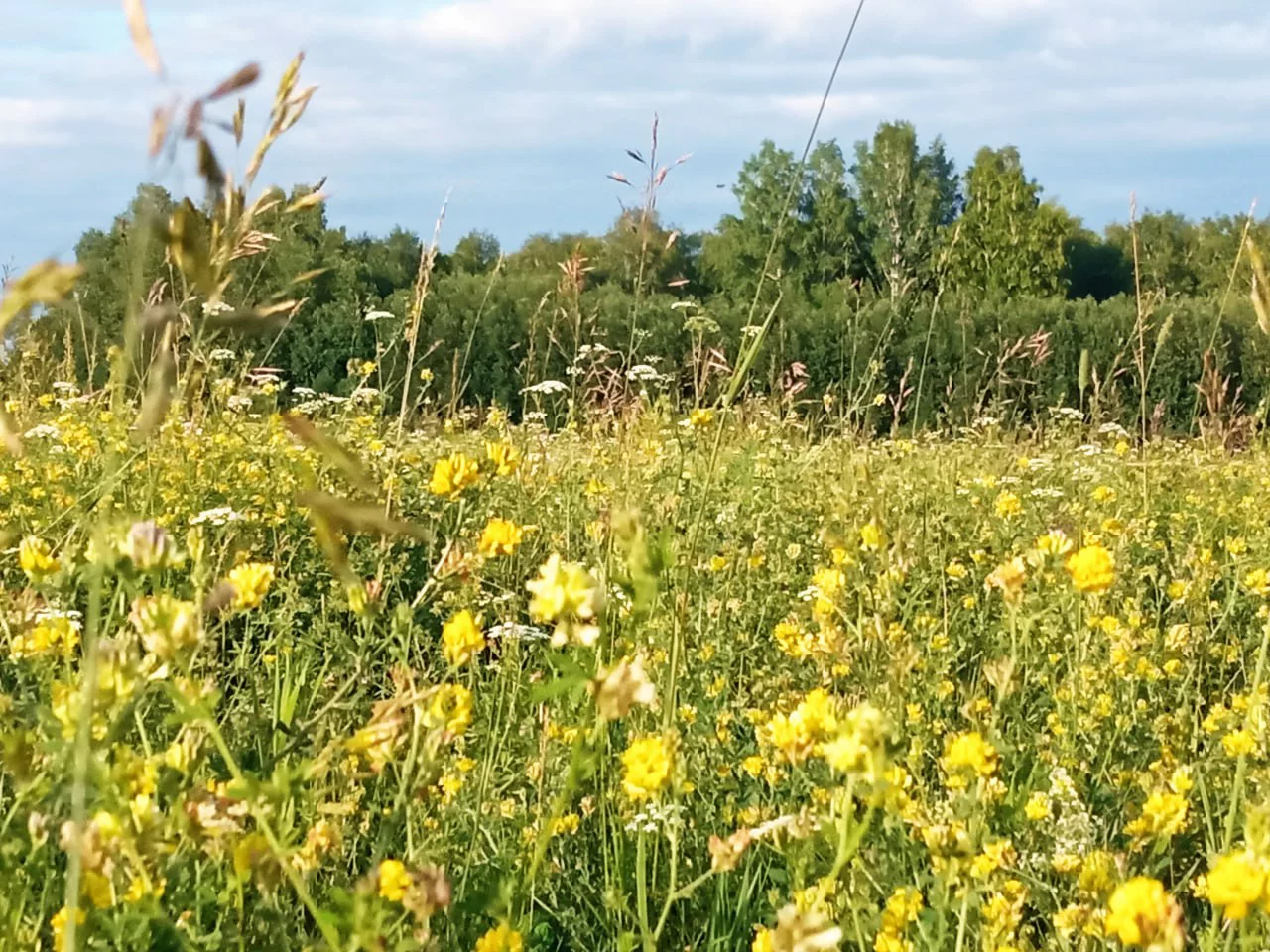 Анна Иванова / РБК Новосибирск