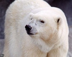 В Канаде простились с самым старым в мире белым медведем 