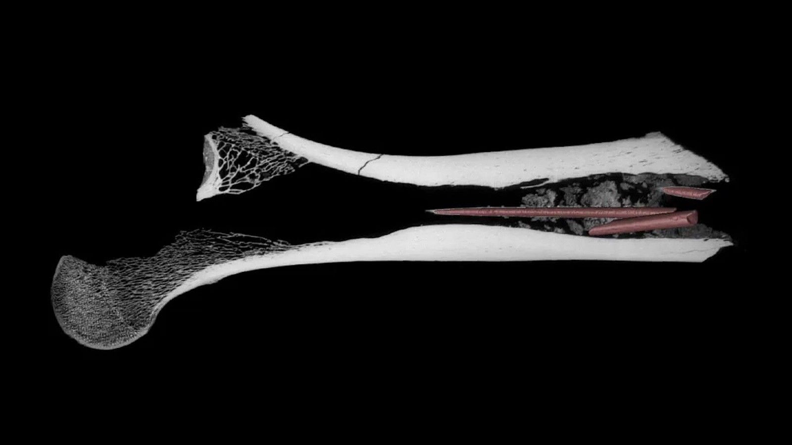 Три фрагмента наконечника стрелы и ядовитое вещество в бедренной кости быка