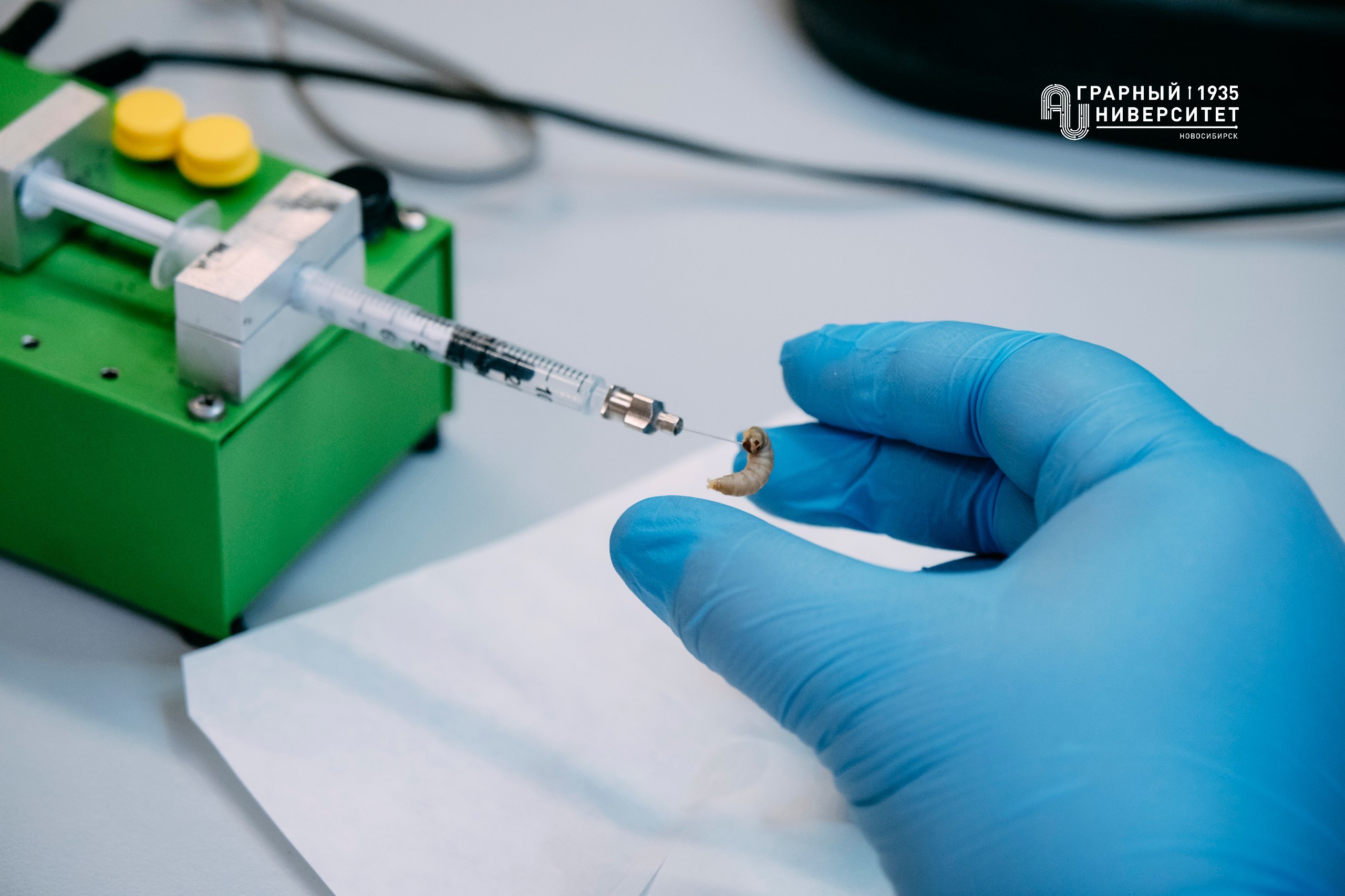 Процесс заражения насекомых бактериями