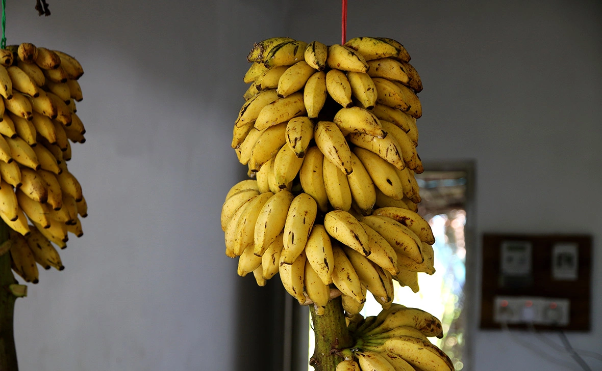 Максим Константинов / Global Look Press