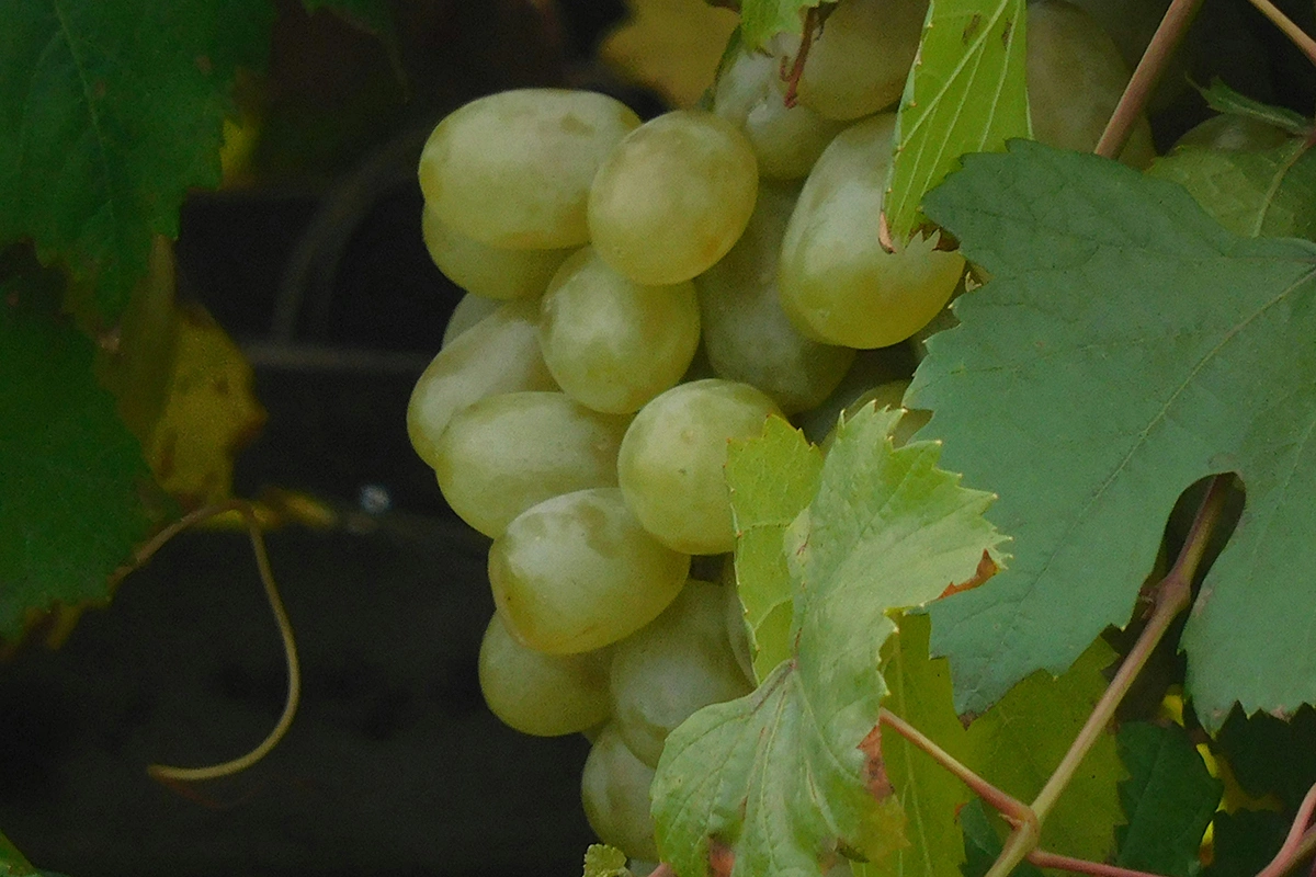 В 2024 и 2025 годах кубки прошли в сопоставимом формате, поэтому интересно их сравнить