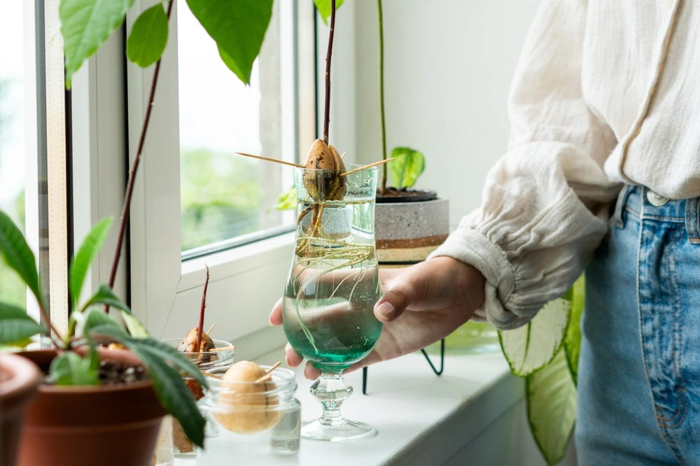Как вырастить авокадо из косточки в домашних условиях: инструкция, уход |  РБК Life
