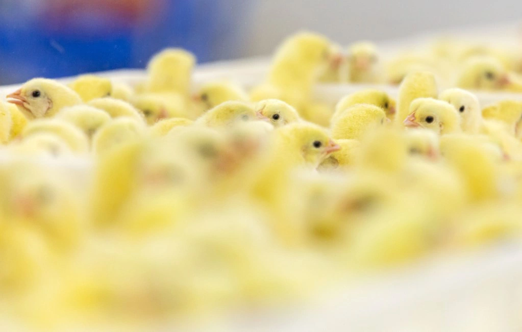 Илья Московец / URA.RU 