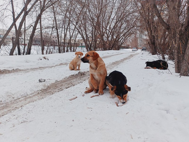 Фото: Алексей Коваленок / РБК Новосибирск