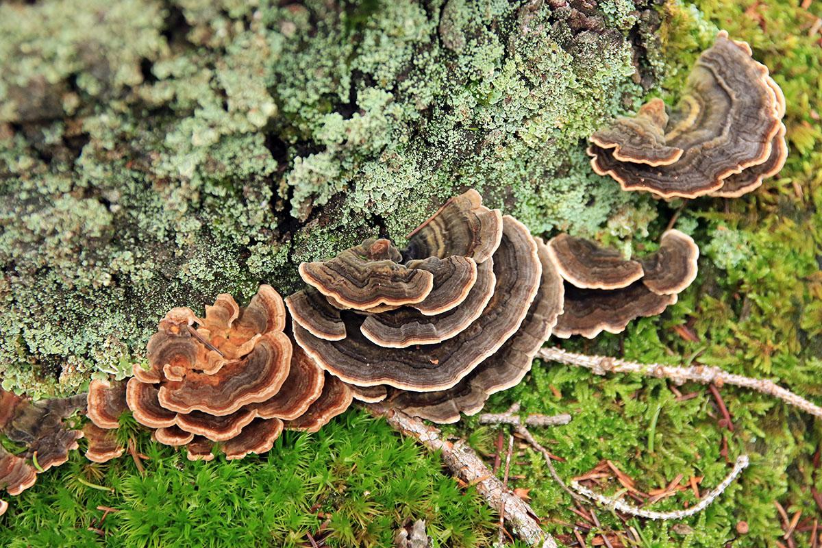 Траметес разноцветный. Это гриб-трутовик, растет на деревьях по всей лесной зоне России, кроме Крайнего Севера