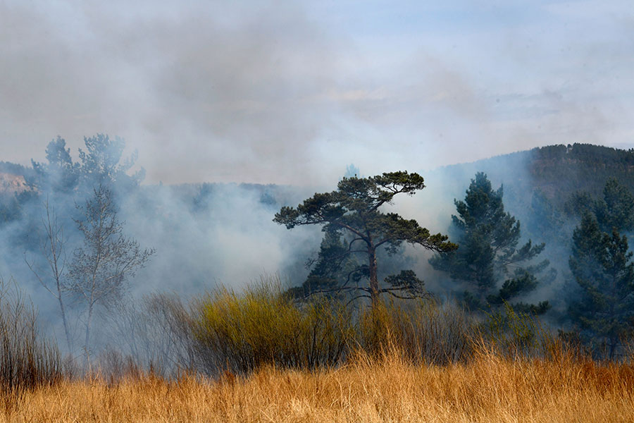 Президент Владимир Путин поручил усилить ответственность за нарушения, приводящие к лесным пожарам