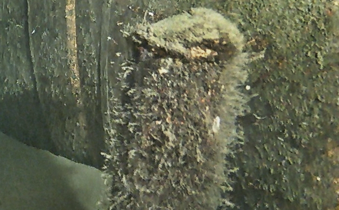 Danish Defence Command / Reuters