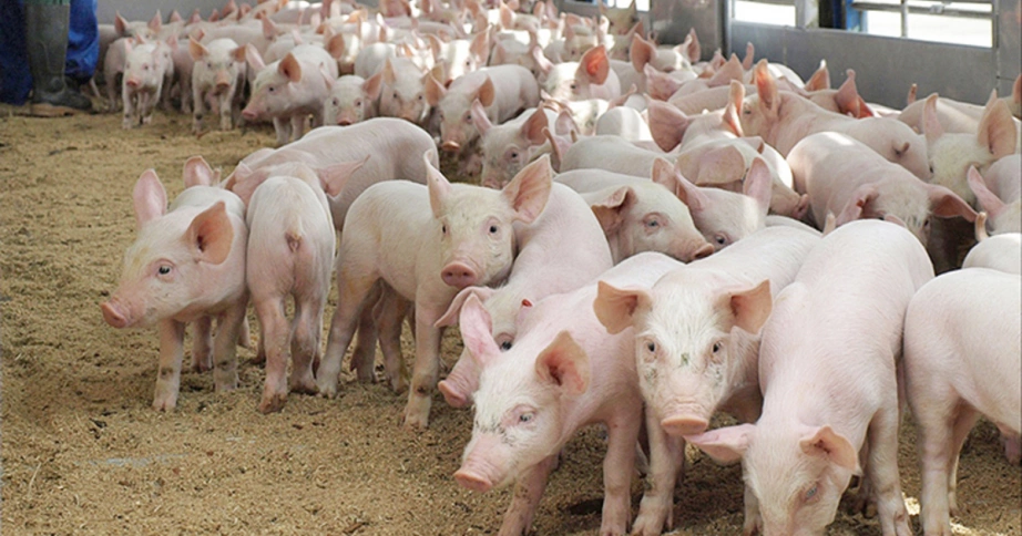 Правительство Хабаровского края