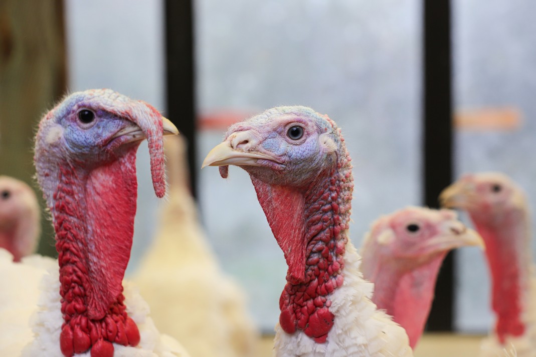 Фото: Размик Закарян / URA.RU