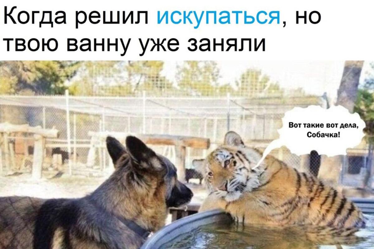 К мему можно добавить любую подпись, например, о бытовых проблемах