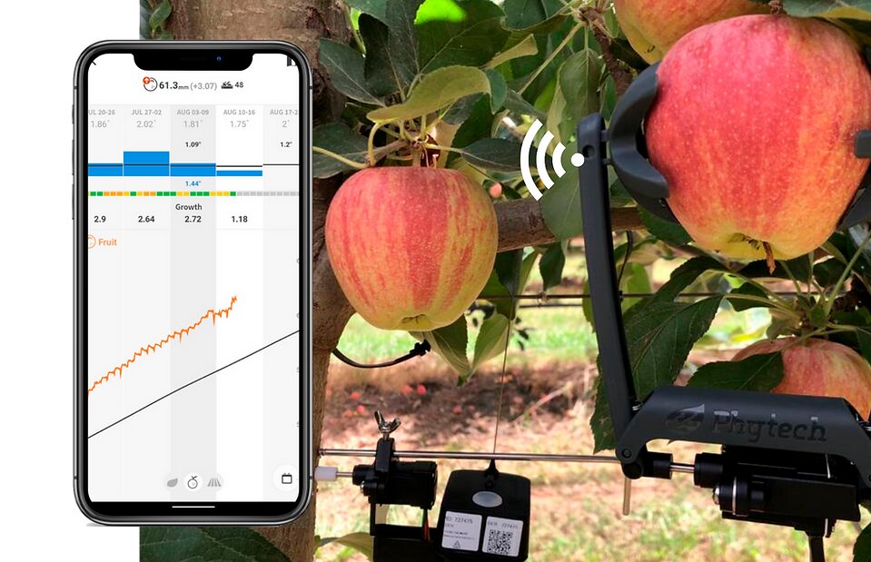 ИИ-платформа от Phytech позволяет прогнозировать рост яблок