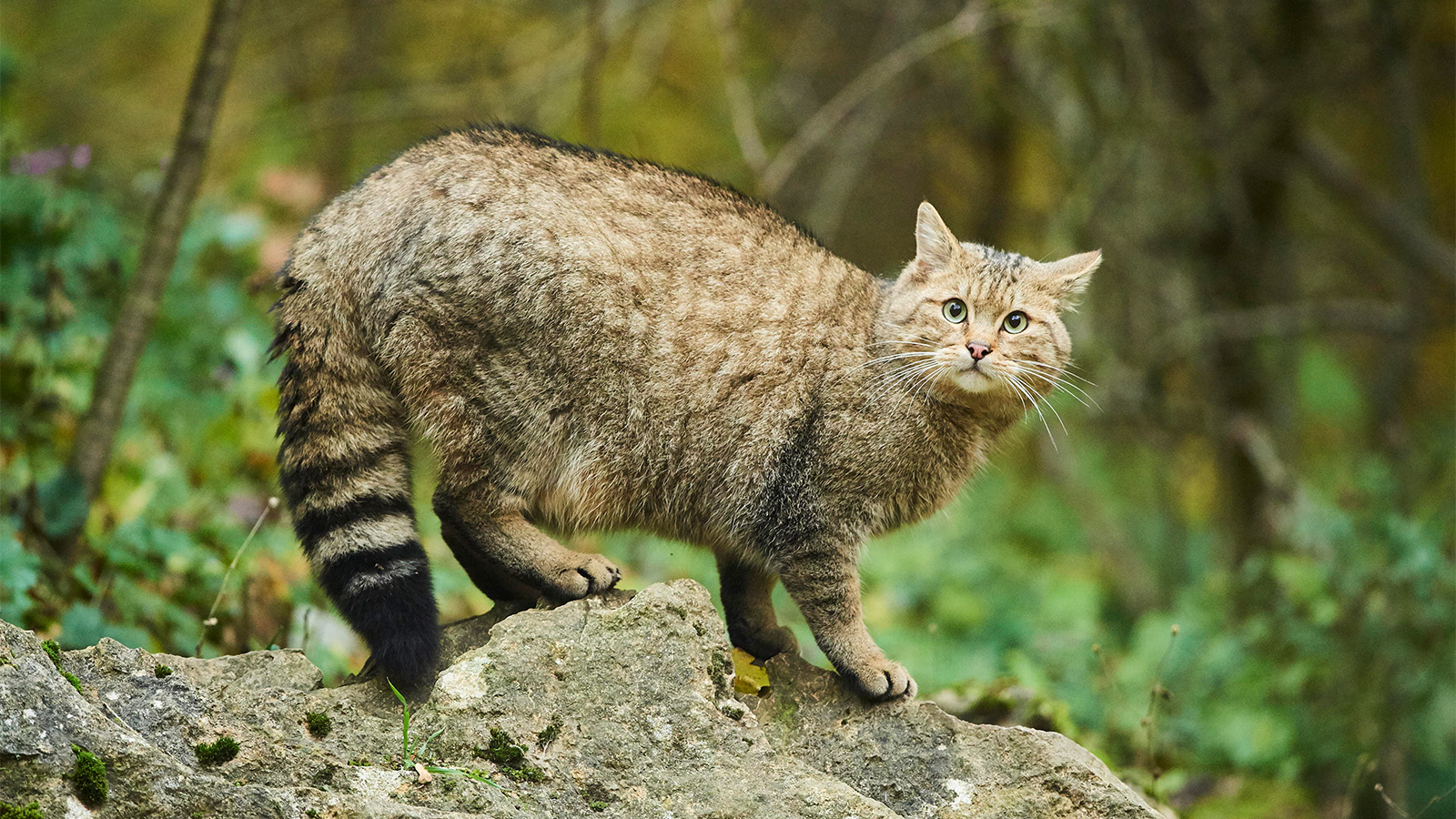 <p>Европейский лесной кот</p>