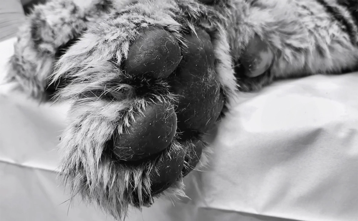 Центр «Амурский тигр»