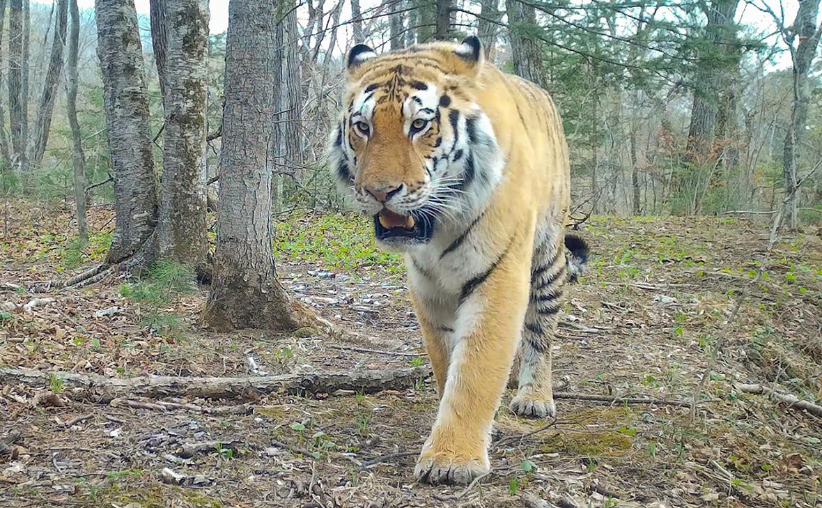 Фото: Юрий Смитюк / ТАСС