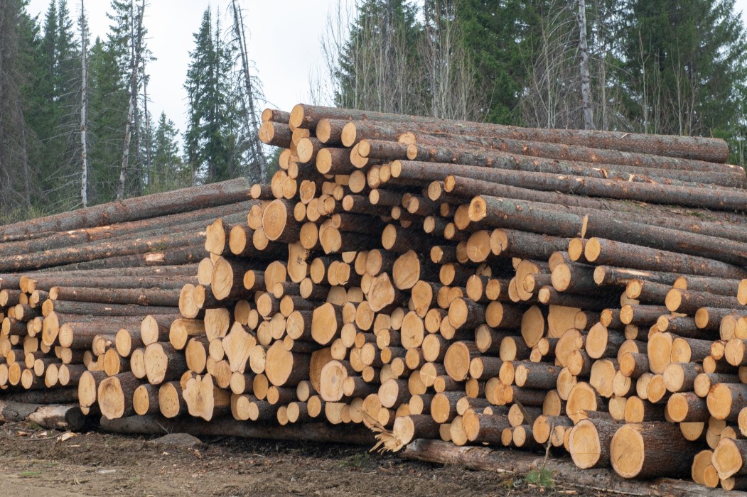 Фото: Сергей Русанов / РИА URA.RU