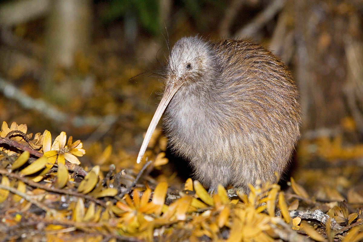 Киви откладывают яйца, которые поражают своими размерами: одно яйцо может достигать четверти массы самки