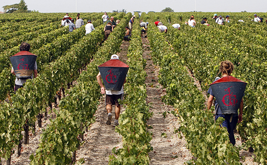 Сбор урожая винограда&nbsp;недалеко от Бордо, Франция


