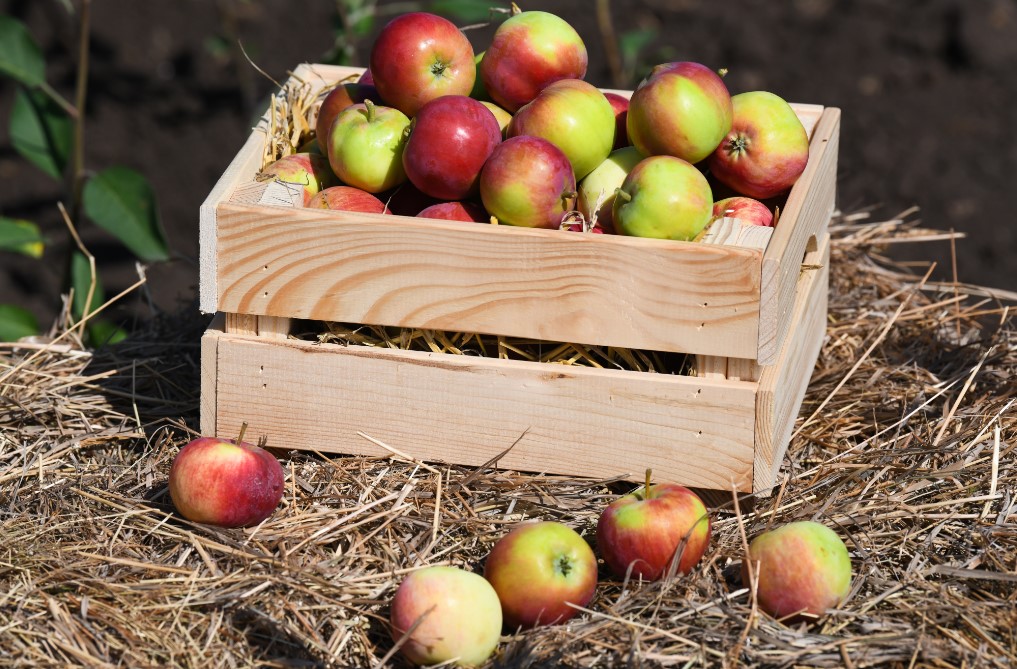 Собирать яблоки предстоит в Липецкой области