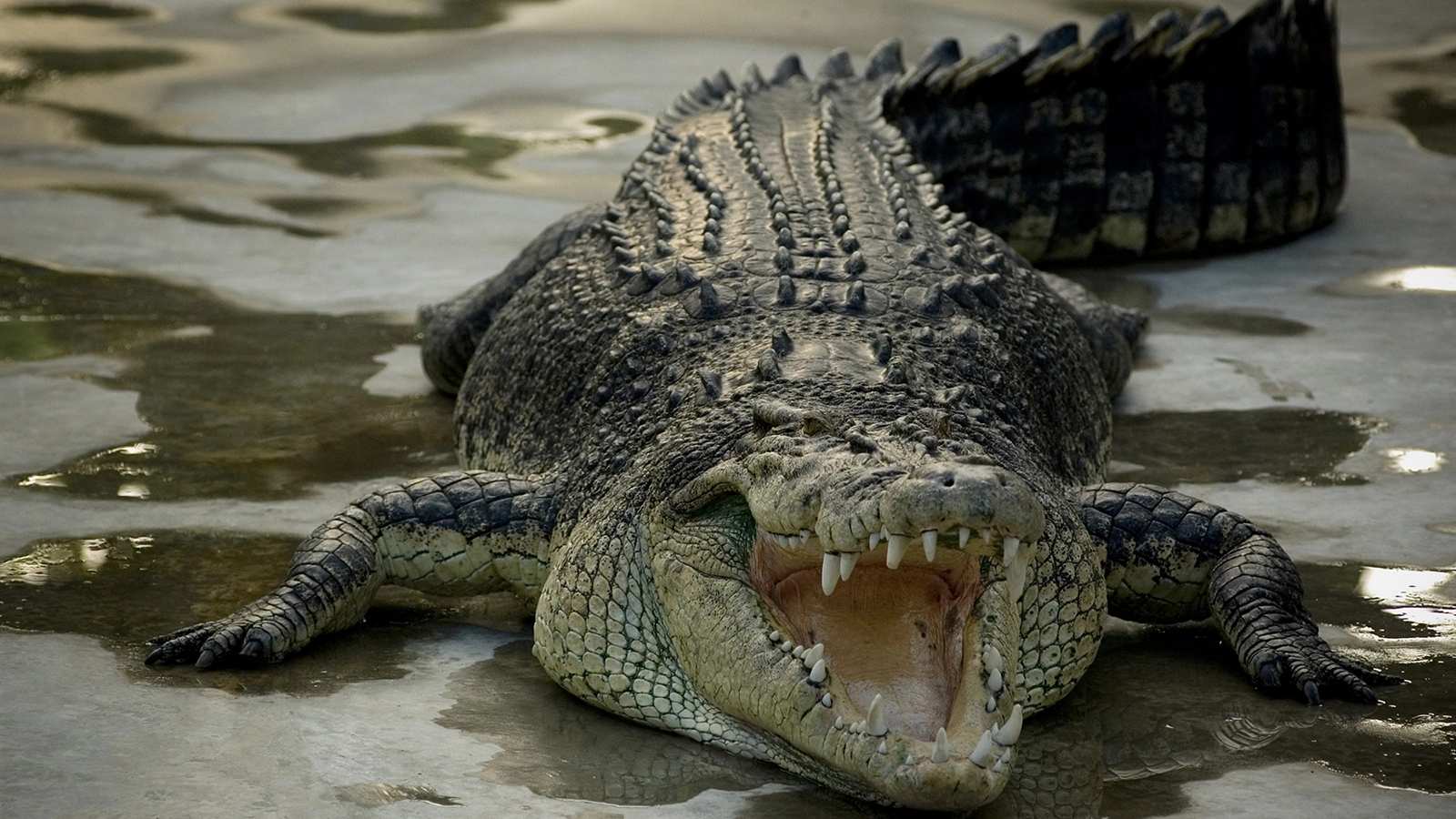 В Малайзии в животе крокодила-людоеда нашли человеческую голову