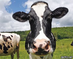 В Германии турист украл у коровы колокольчик