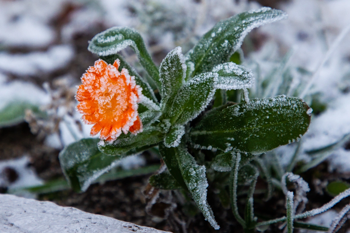 Александр Подгорчук