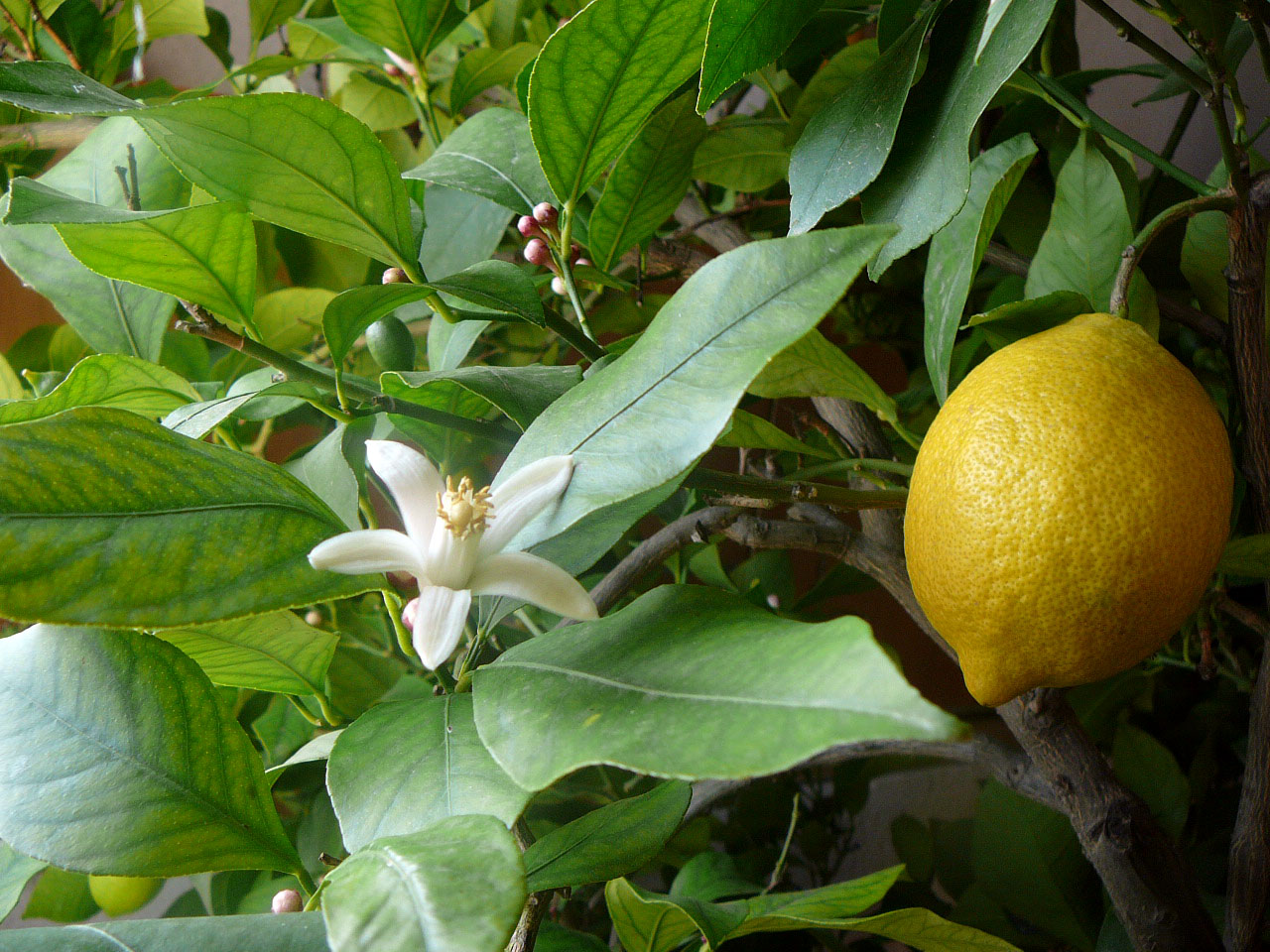 <p>Плод лимона на дереве</p>