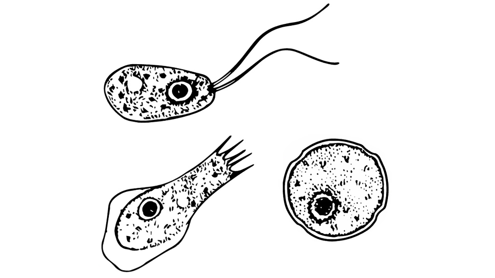 Амеба Naegleria fowleri