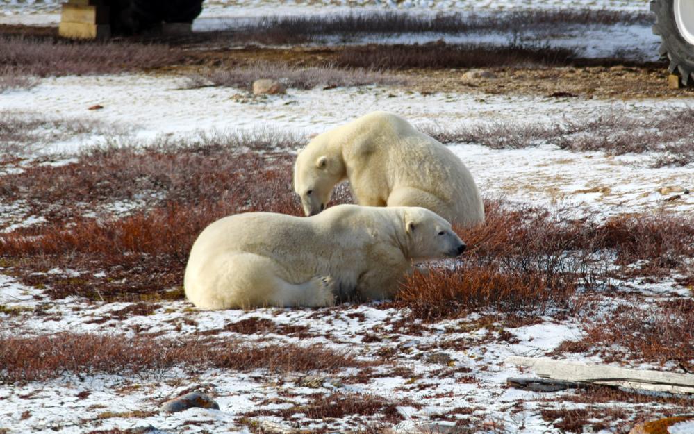 Фото: Shutterstock