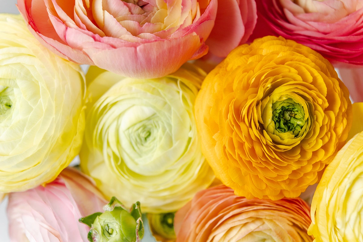 Ранункулюс