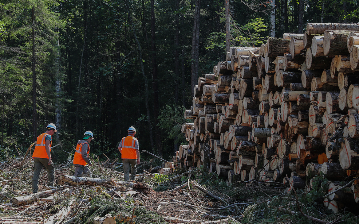 Глава Минвостокразвития предложил увеличить аренду леса до 99 лет